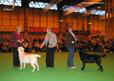 labrador_crufts2008