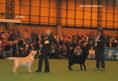 labrador_crufts2008