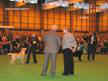 labrador_crufts2008