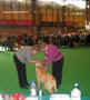 labrador_crufts2008