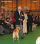 labrador_crufts2008