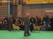 labrador_crufts2008