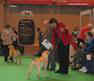 labrador_crufts2008