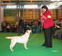 labrador_crufts2008