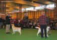 labrador_crufts2008