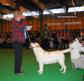 labrador_crufts2008