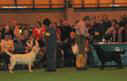 labrador_crufts2008