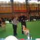 labrador_crufts2008