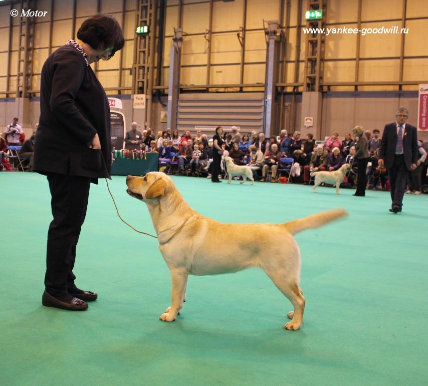 labrador_crufts2013_13493.jpg