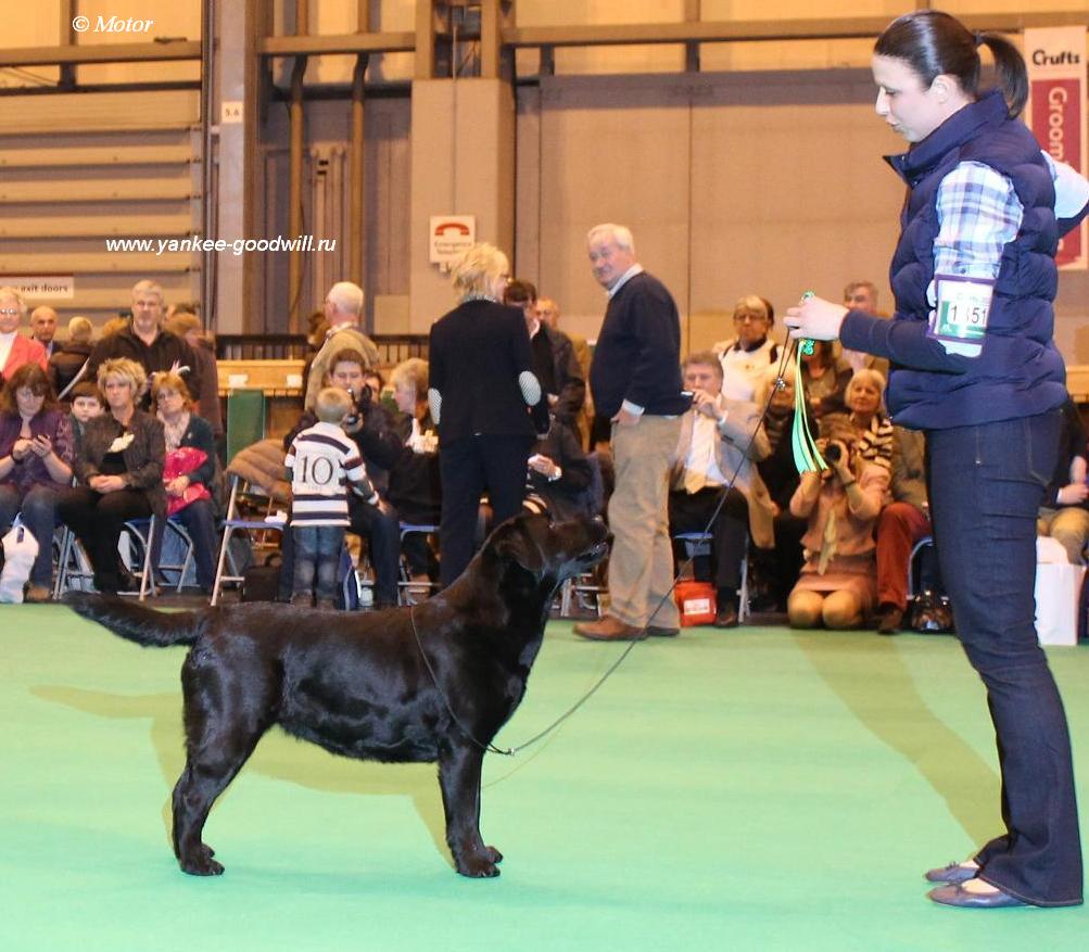 labrador_crufts2013_bestb.jpg