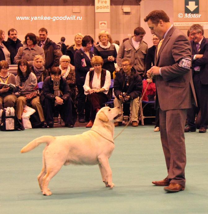 labrador_crufts2013_bestpd.jpg