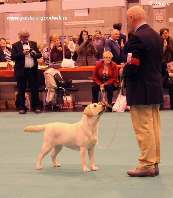 labrador_crufts2013_bestpup.jpg