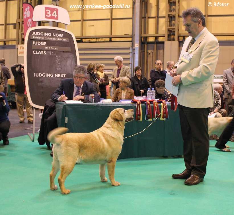 labrador_crufts2013_bestvetb.jpg