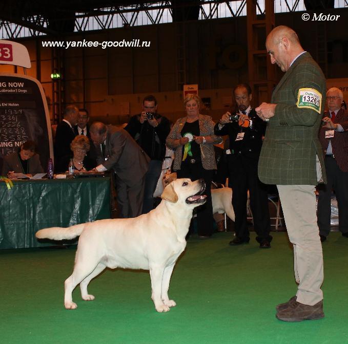 labrador_crufts2013_bob.jpg