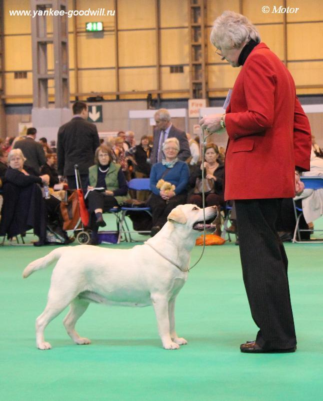 labrador_crufts2013_mlb3.jpg