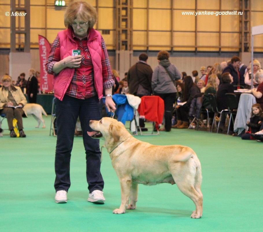 labrador_crufts2013_mlb5.jpg