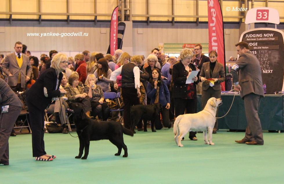 labrador_crufts2013_spd12.jpg