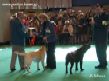 Labrador Crufts  