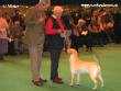 Labrador Crufts  