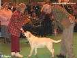 Labrador Crufts  