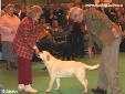 Labrador Crufts  