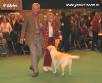 Labrador Crufts  