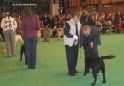 Labrador Crufts  