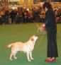 Labrador Crufts  