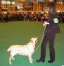 Labrador Crufts  