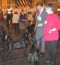 Labrador Crufts  