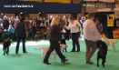 Labrador Crufts  