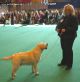 Labrador Crufts  