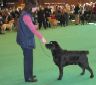 Labrador Crufts  