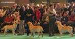 Labrador Crufts  