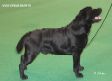 Labrador Crufts  