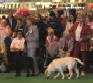 Labrador Crufts  