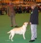 Labrador Crufts  