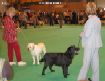 Labrador Crufts  