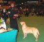 Labrador Crufts  