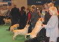 Labrador Crufts  