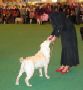 Labrador Crufts  