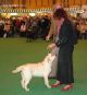 Labrador Crufts  