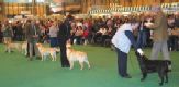 Labrador Crufts  