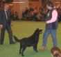 Labrador Crufts  