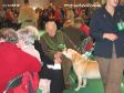 Labrador Crufts  