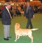 Labrador Crufts  