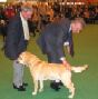 Labrador Crufts  