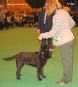 Labrador Crufts  