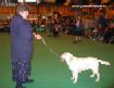 Labrador Crufts  