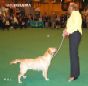 Labrador Crufts  